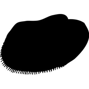 Shell Silhouette 9 Thumbnail