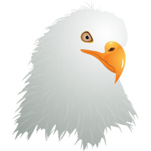 USA America Bald Eagle 6 Thumbnail